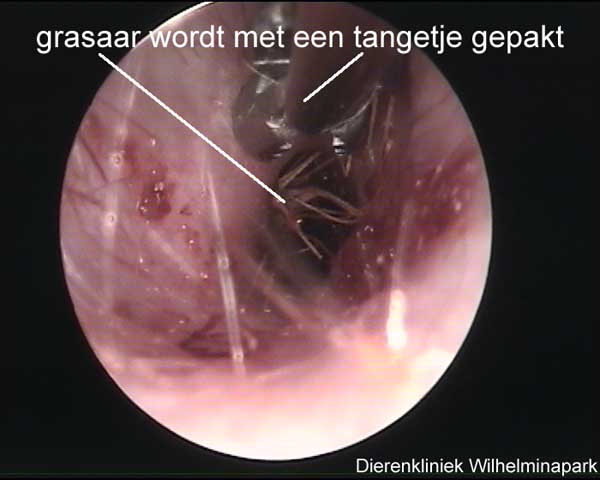 Een grasaar met een speciale tang vastpakken.